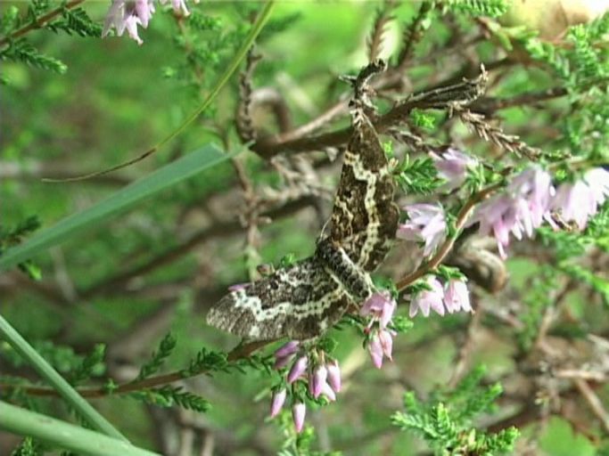 Fleckleib-Labkrautspanner ( Epirrhoe tristata ) : Brüggen, Brachter Wald, 01.09.2006